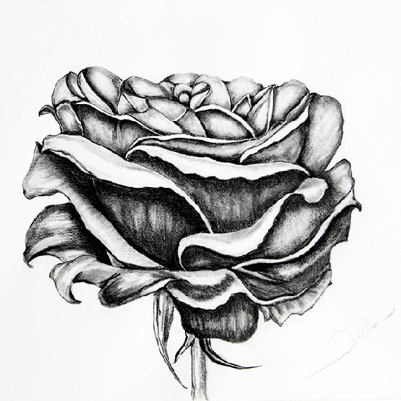Rose Pencil Drawing